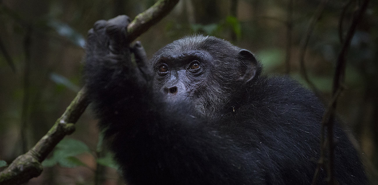 chimp trekking safari
