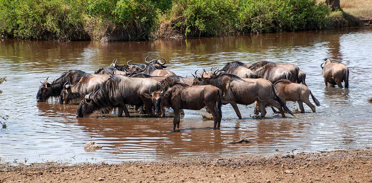 serengeti migration