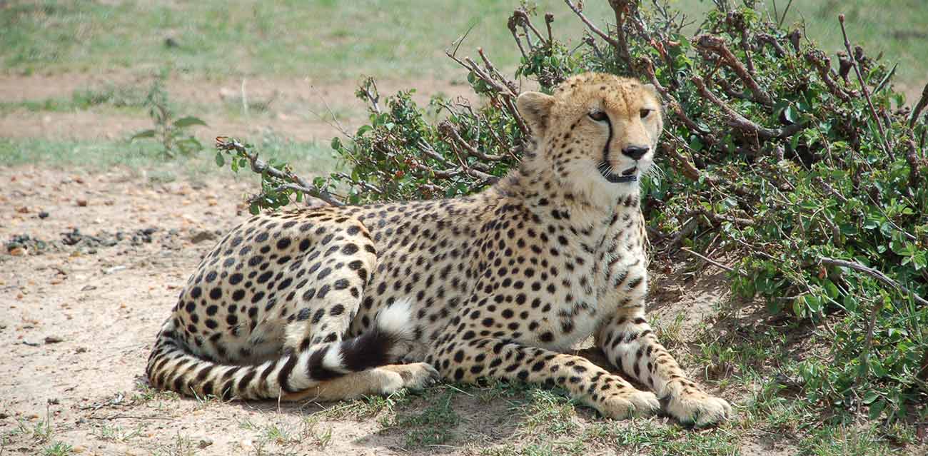 serengeti budget safari