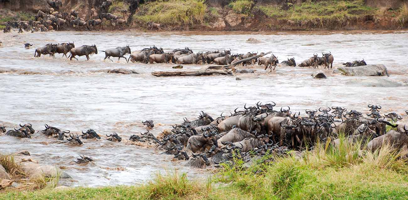 serengeti migration