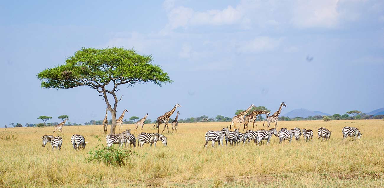 luxury sky safari