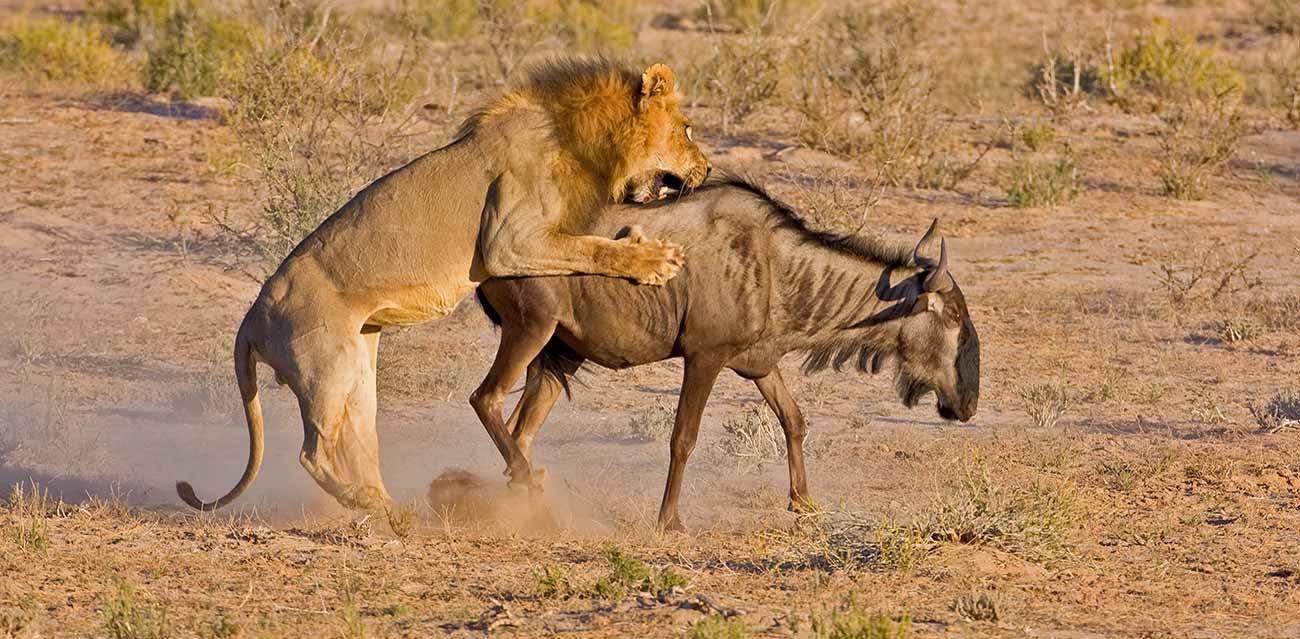migration of serengeti