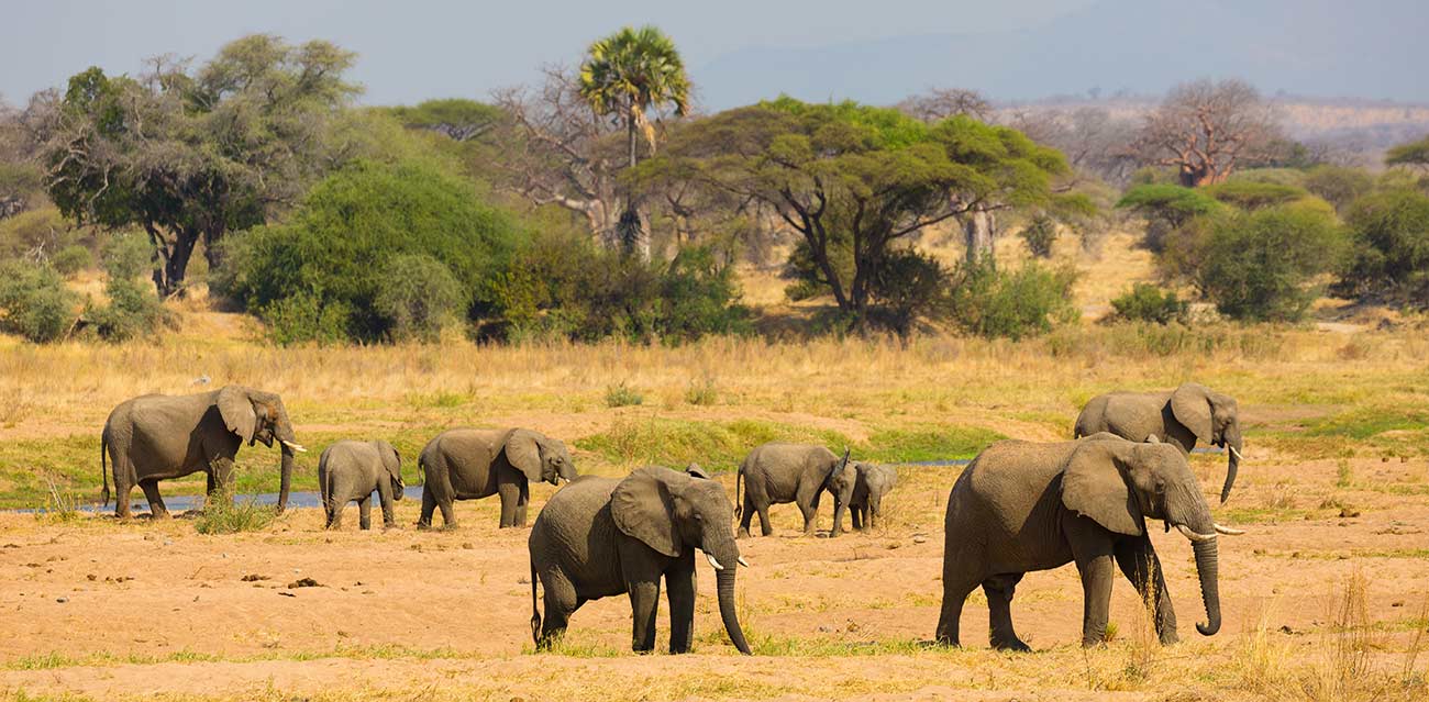 ruaha lux safari