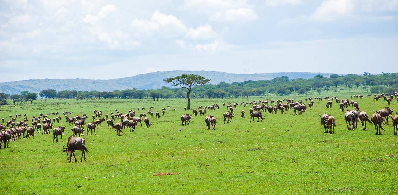 serengeti camping safari