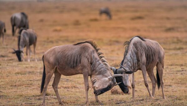wildebeests