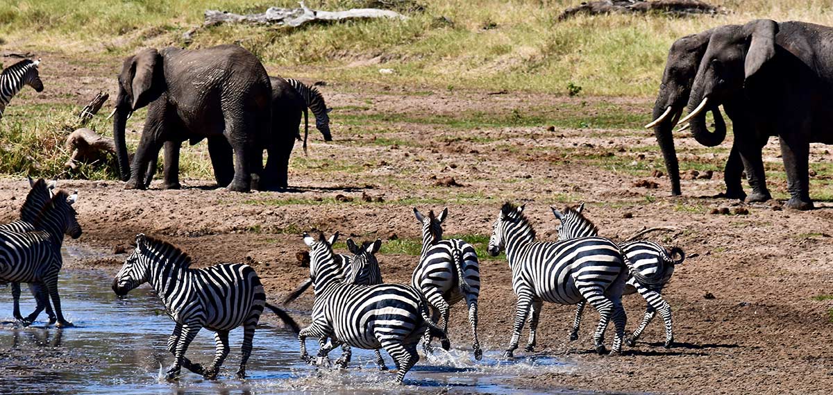 tarangire
