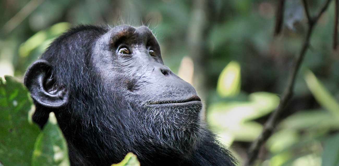 chimp trek safari