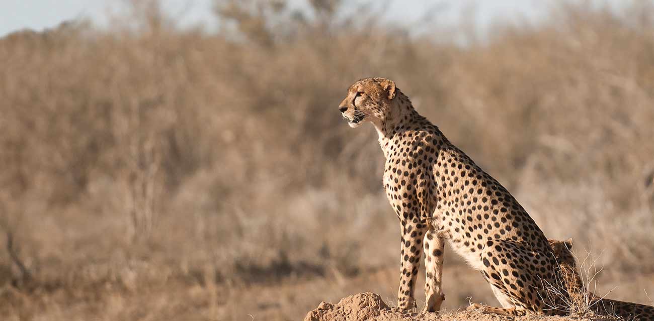 africa camping safari