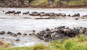 6-Days-Serengeti-Migration-thmb