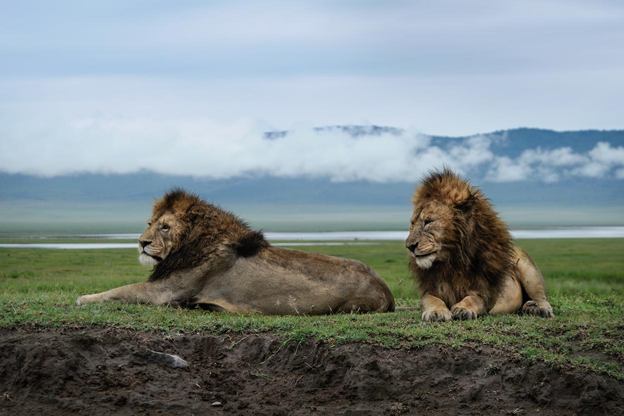 ngorongoro lions