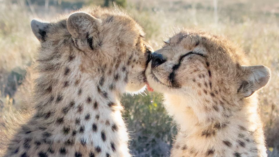 honeymoon safari