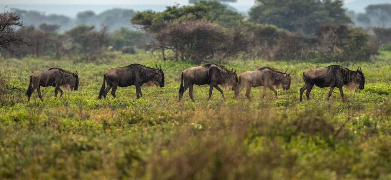 tanzania safari