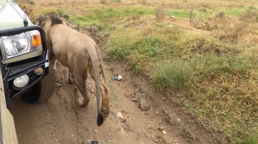 lions inside ngorongoro crater