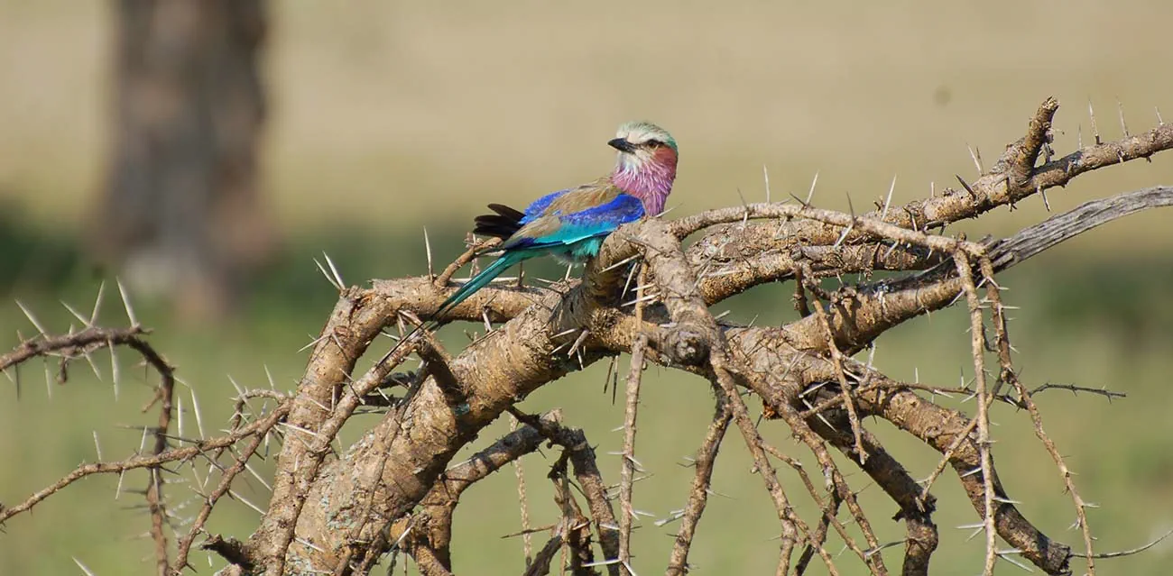 birds in ngorongoro crater