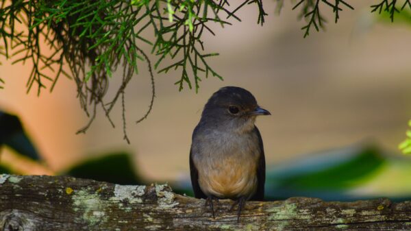 birds of rwanda