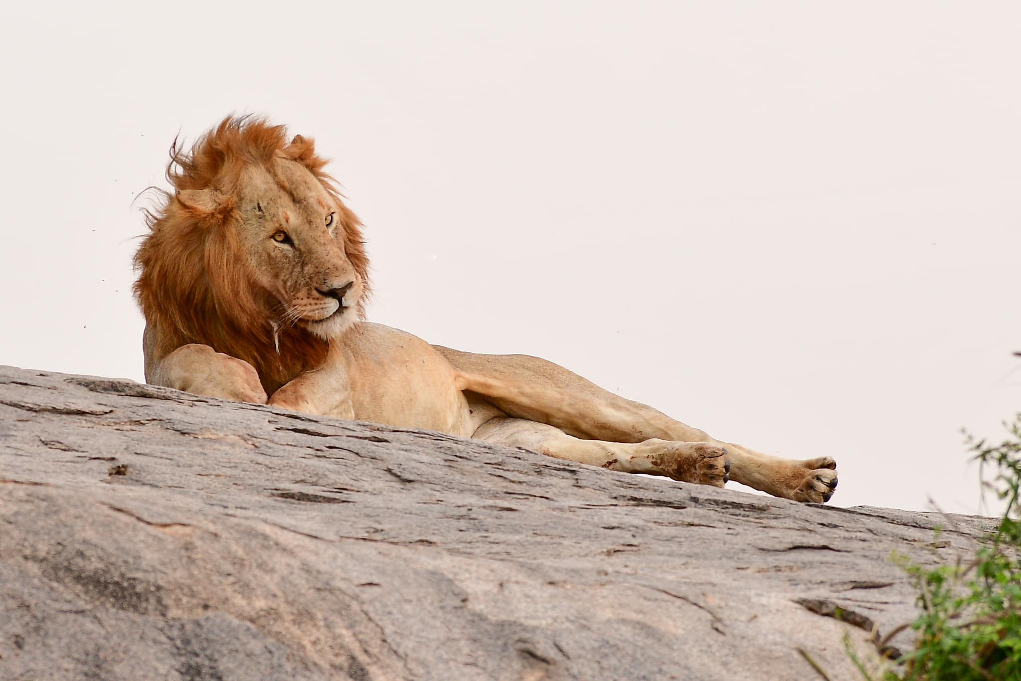 lion in serengeti