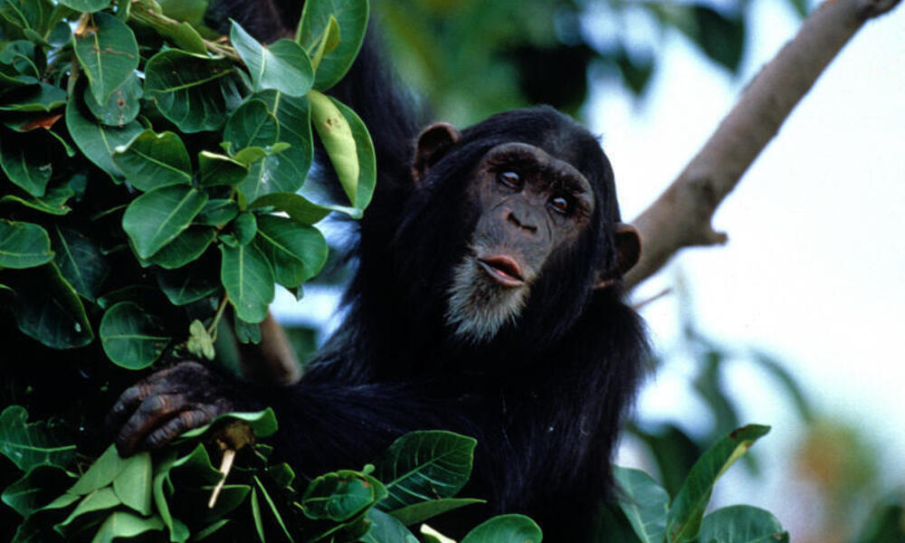 trekking an hiking trips in Tanzania - chimpanzee