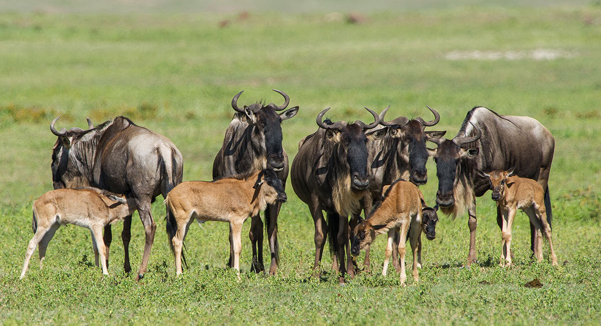 ndutu migration calving season