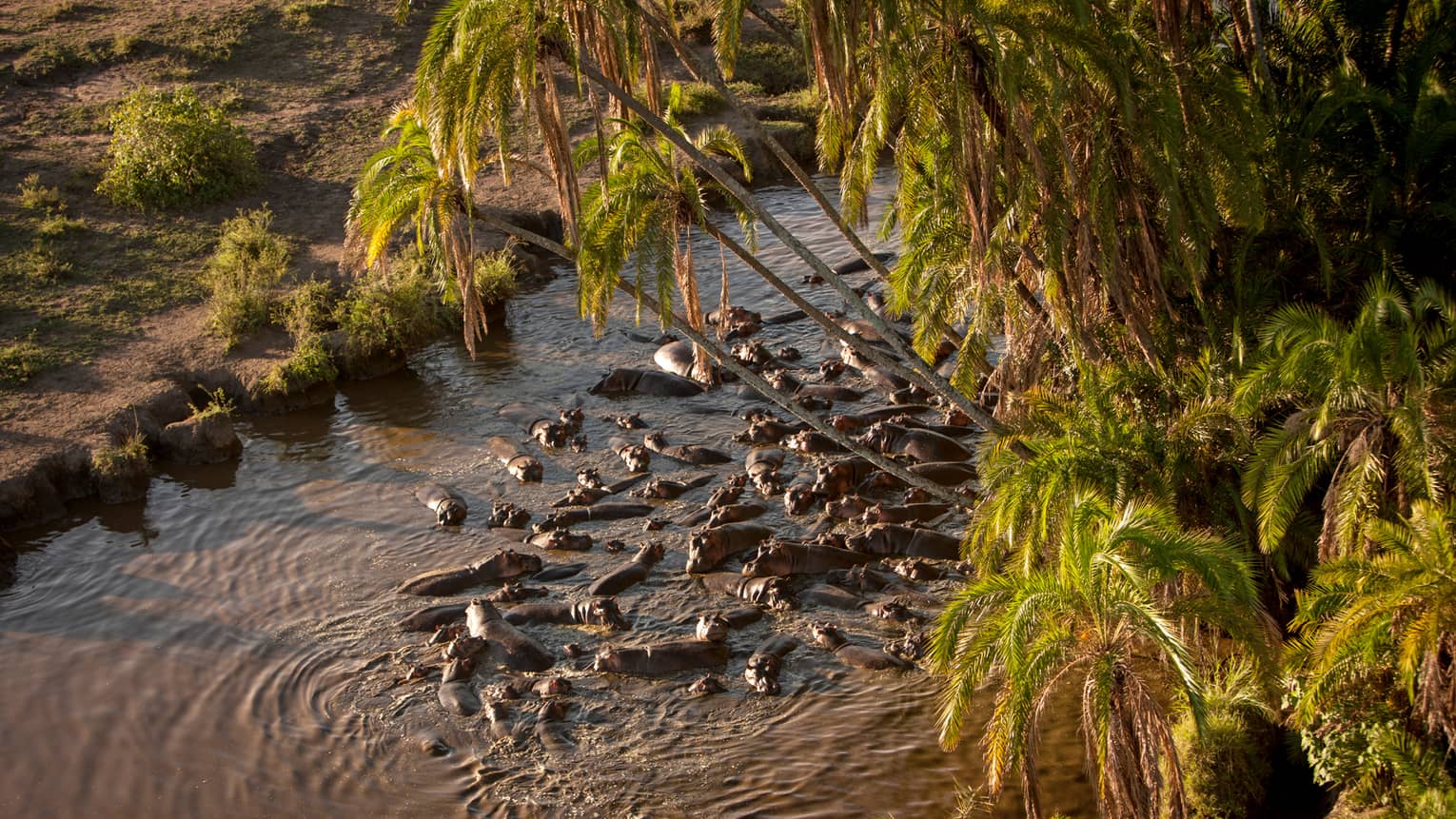 hippos inside seronera river in central Serengeti