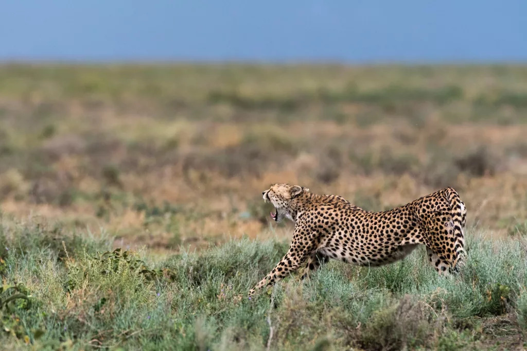  chetah southern serengeti
