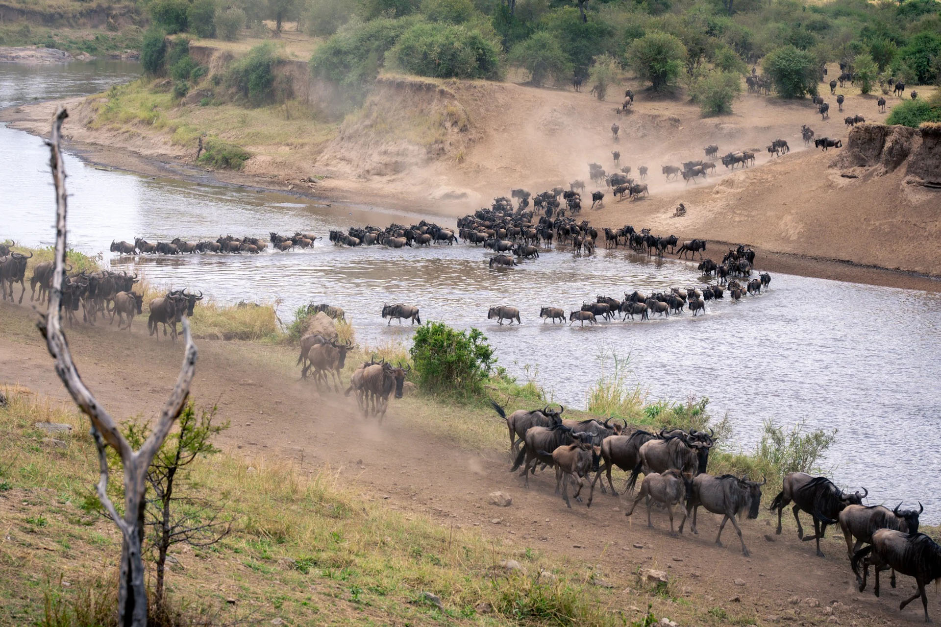 lamai-wedge-serengeti wildbeest crossing the river at lamai wedge in serengeti
