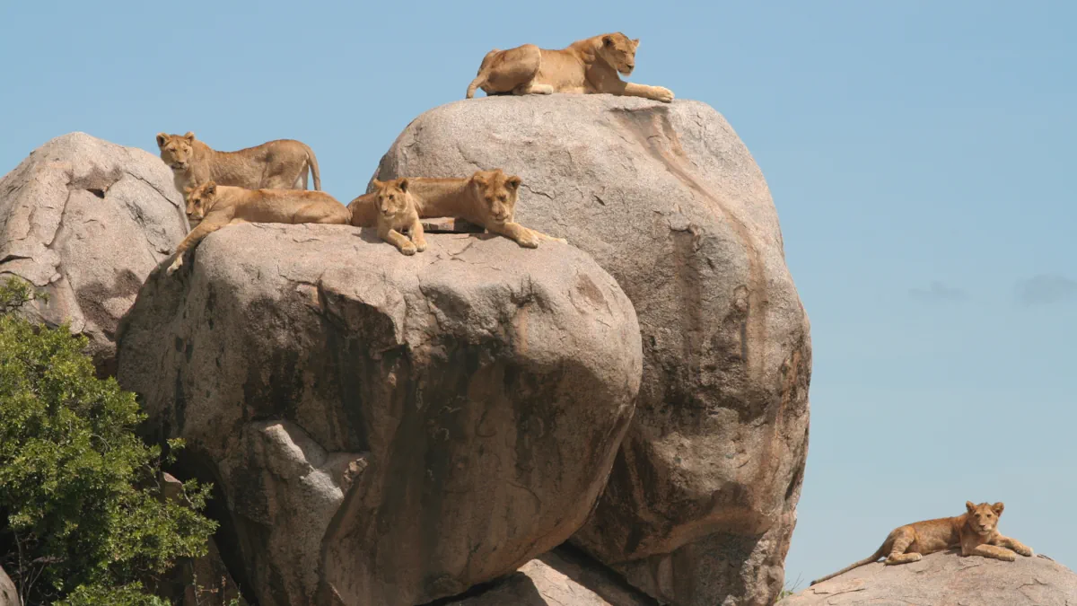 Lion pride Lamai Wedge northern Serengeti off the beaten path"