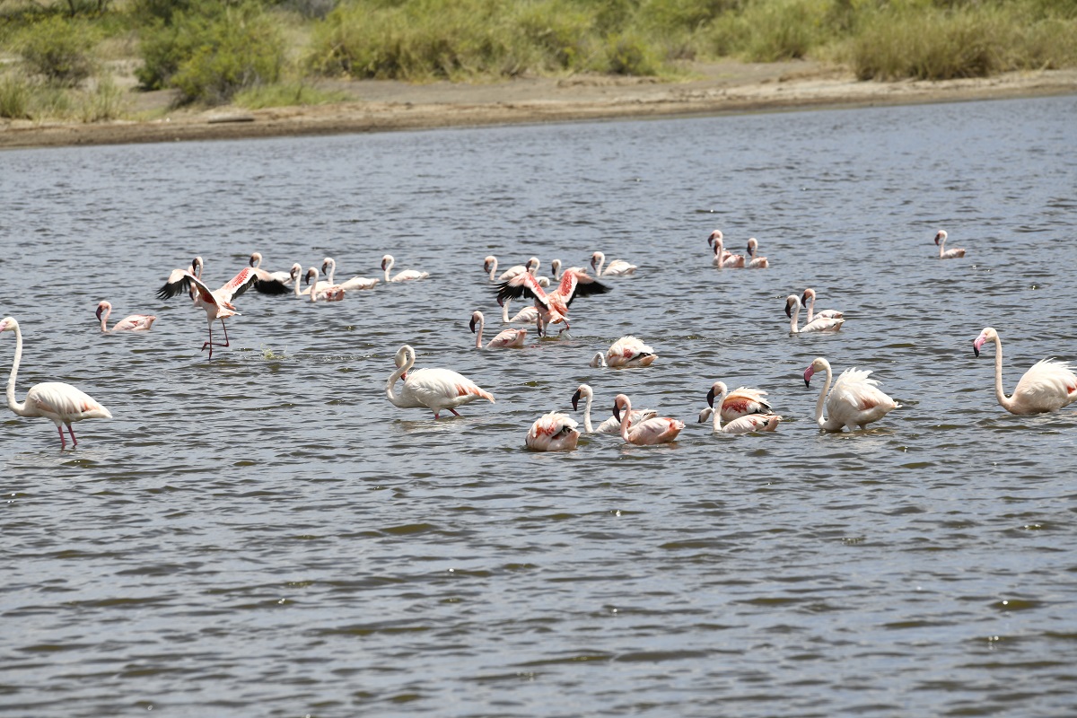 flamingos at ndutu plains ngorongoro conservation area 