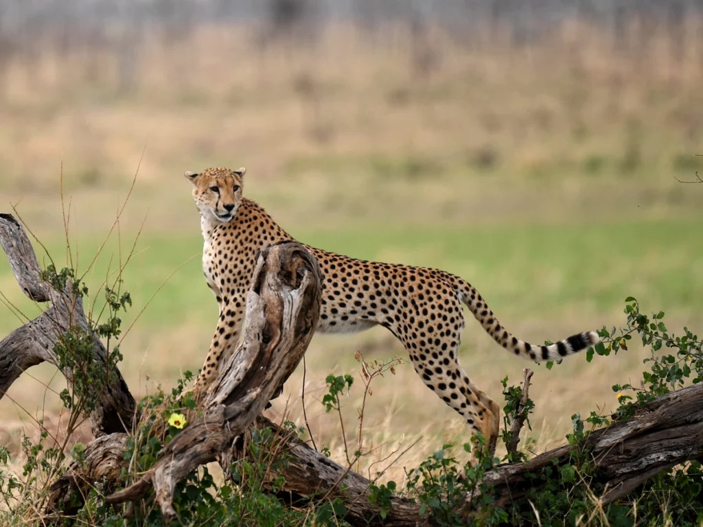 cheetah at central serengeti 