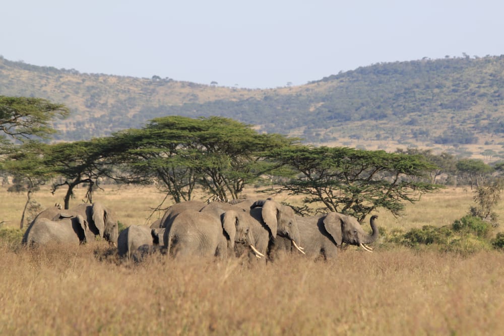 the elphants grazing at seronera central serengeti