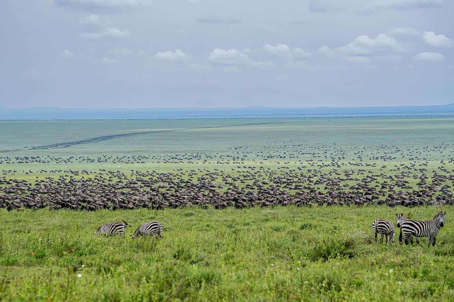 southern-serengeti-calving-season calving season of wildbeest migration in southern serengeti