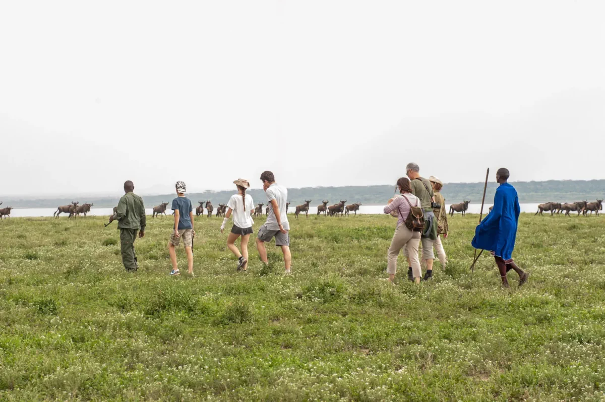 walking safari cost