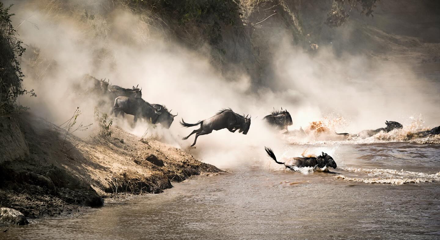 great-migration-serengeti wildebeest migration mara river crossing serengeti