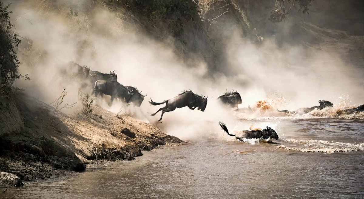 serengeti great migration