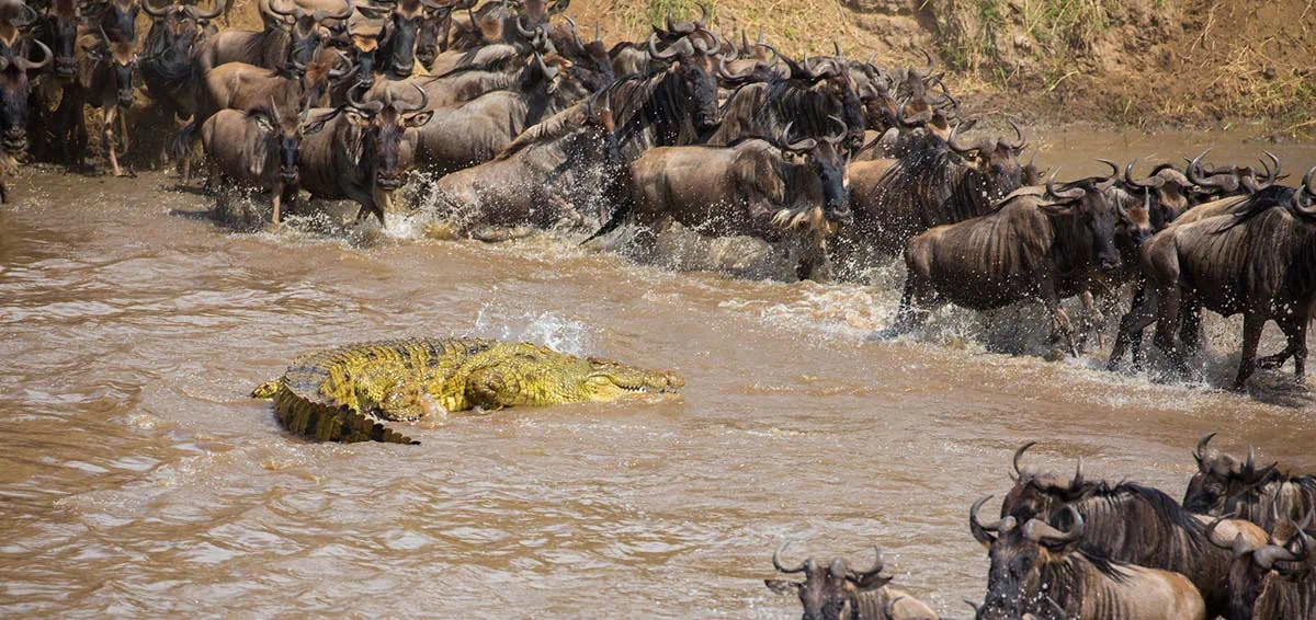 wildebeest migration serengeti