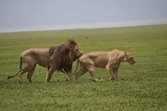 lions of ngorongoro crater
