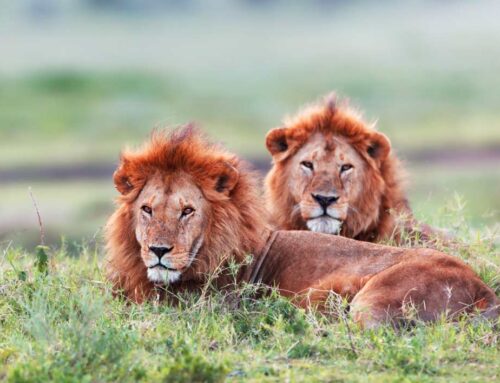 非洲最适合观赏狮子的国家