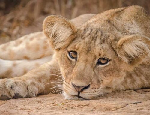 坦桑尼亚观赏狮子最佳的国家公园