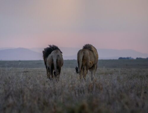游览塞伦盖蒂需要多少钱？