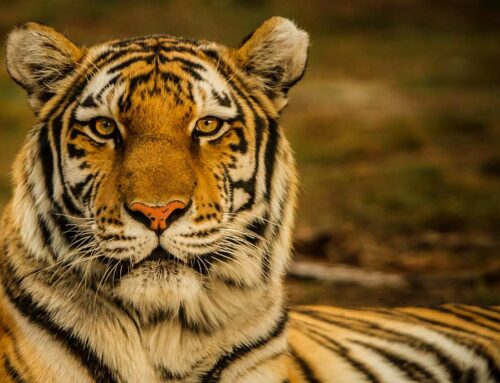 狮子与老虎：了解它们的区别及相关事实