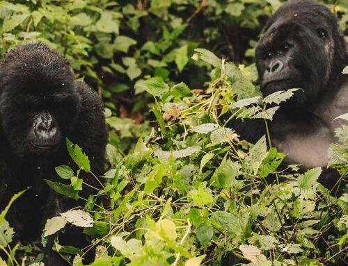 东非的大猩猩与黑猩猩徒步之旅
