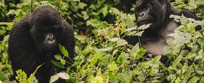 大猩猩徒步之旅