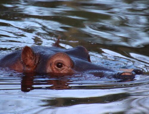 大象和河马有什么区别？