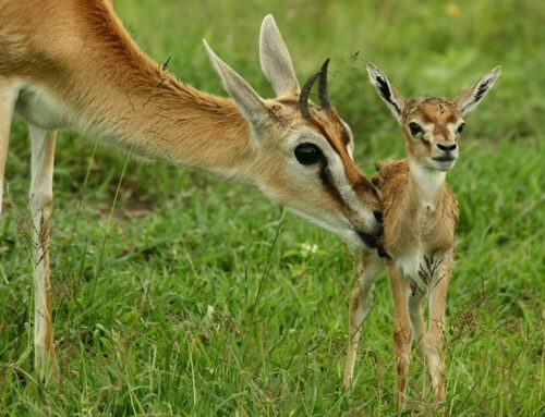 关于如何规划非洲野生动物园的 10 条建议