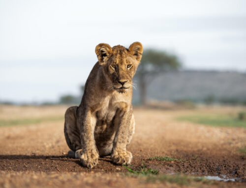 坦桑尼亚野生动物园的费用