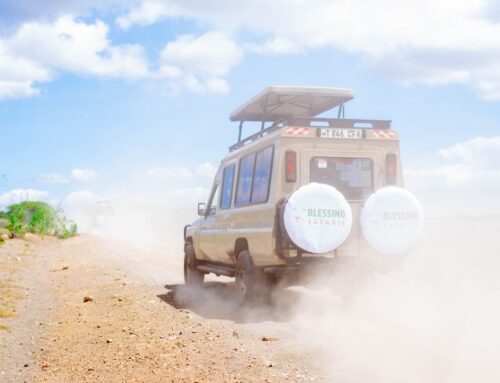 2026年坦桑尼亚游猎费用：最优价格、套餐及实用贴士