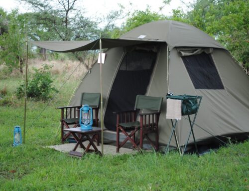 2026年坦桑尼亚经济型游猎费用：您需要了解的内容